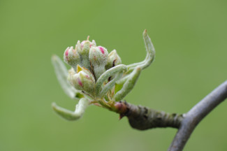 Blüten